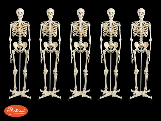 Hugo Scheletro. Replica perfetta di scheletro umano adulto, completa di stativo con ruote.

 