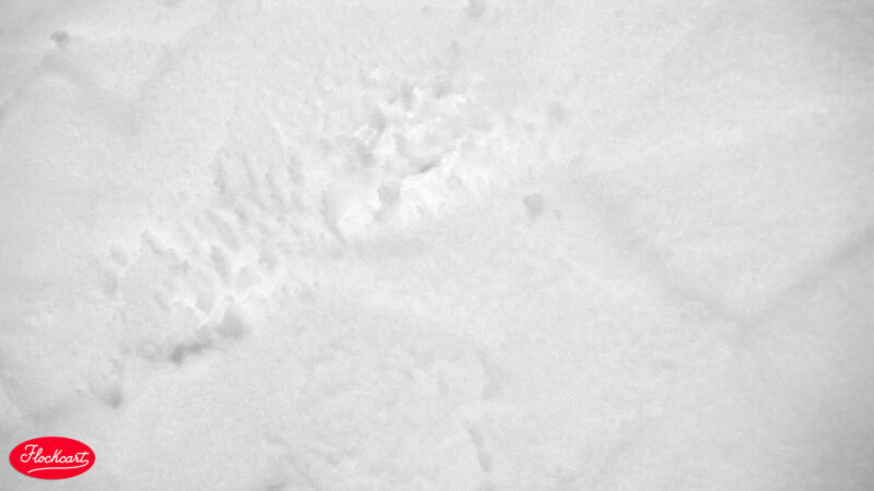 SnowFix - immagine 41