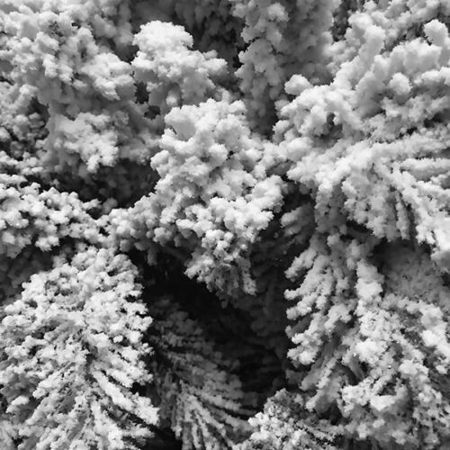 Neve per Alberi