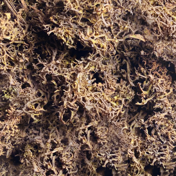 STERPAGLIA Nocciola